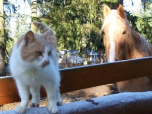 Mistle-Toe, a stray cat, adopts us as her new family.