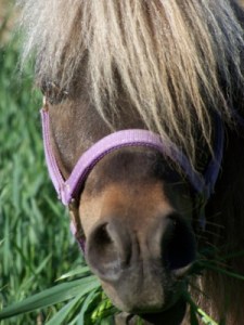 Picture of Trigger's face close up.