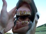 A rescue horse's irregular teeth.