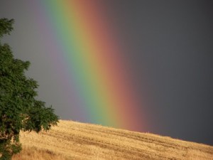 A rainbow, the sign of promise.