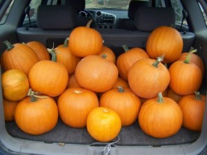 Miracle Pumpkins in the Matrix