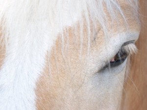 Picture of Sampson's face up close.