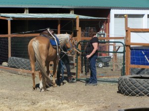 Picture of session leader teaching youth to safely take a horse through a gate.