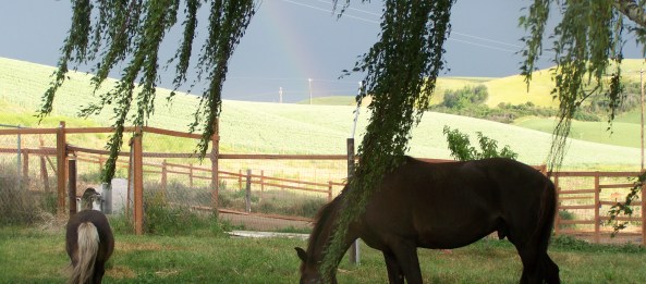 Rainbow over horses at our facility.